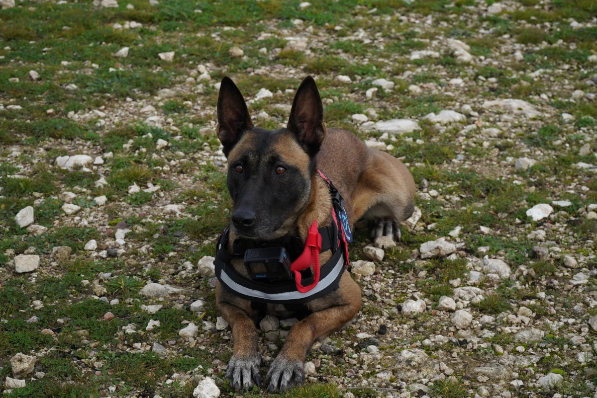 33 Saniyede Umut: K9 İda Enkazdan Can Kurtarmaya Hazır