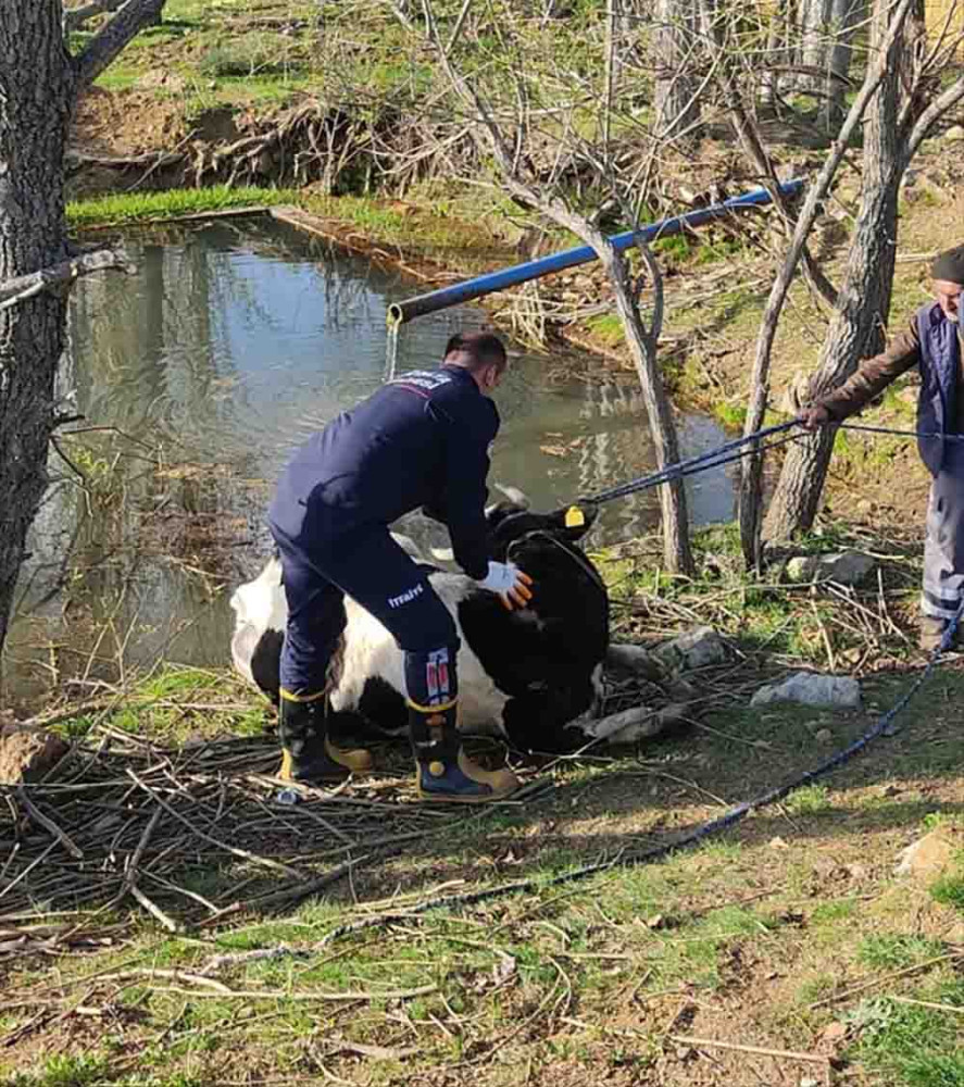 Antalya'da sulama havuzuna düşen inek kurtarıldı