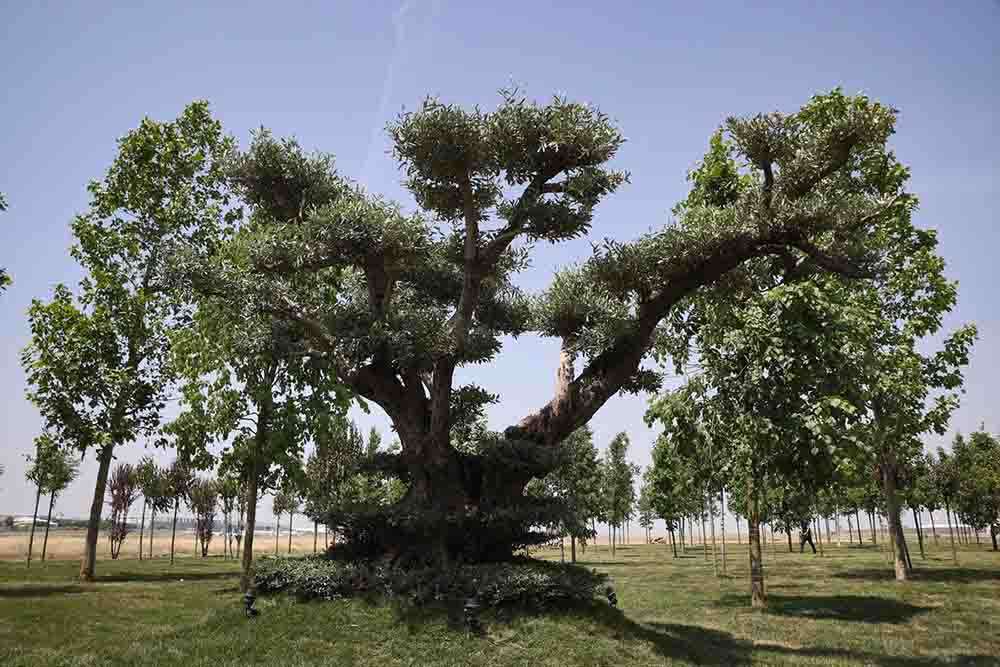 Atatürk Havalimanı Millet Bahçesi'ne 145 bin 300 ağaç dikilecek