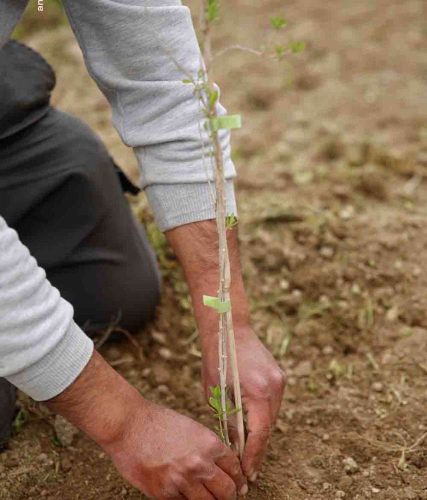 Aydın Çiftçi Merkezinde yeni ve alternatif tarım ürünlerinin araştırma dikimlerine ve üretimlerine devam ediliyor 
