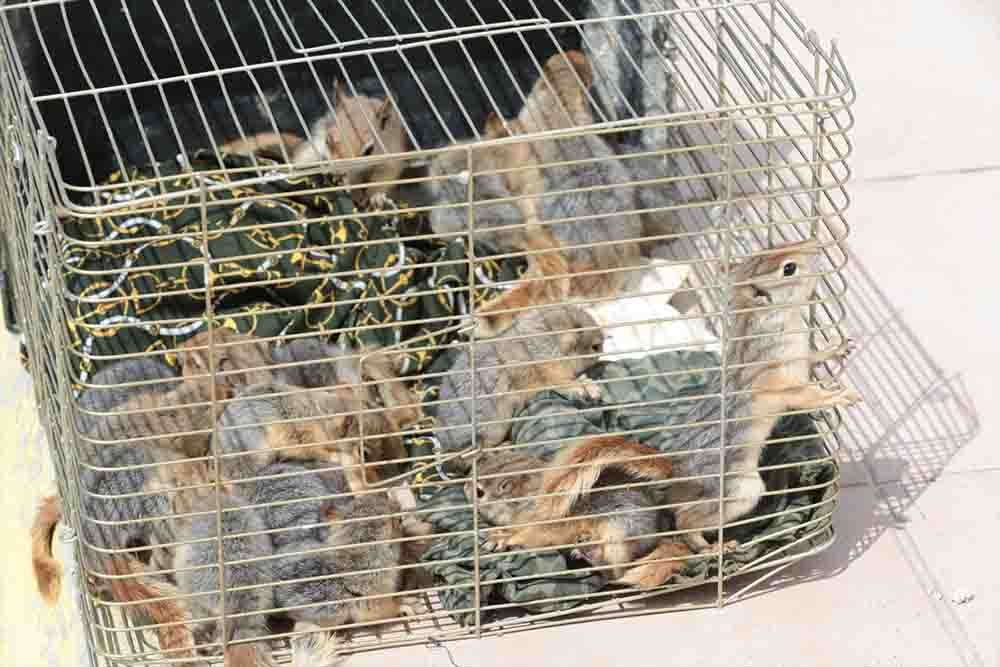 Bolu'da yolcu otobüsünde 63 sincap yavrusu ele geçirildi