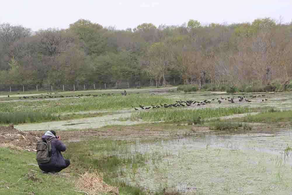 Cambaz kartal  Türkiye'de ikinci kez Sinop'ta görüntülendi 