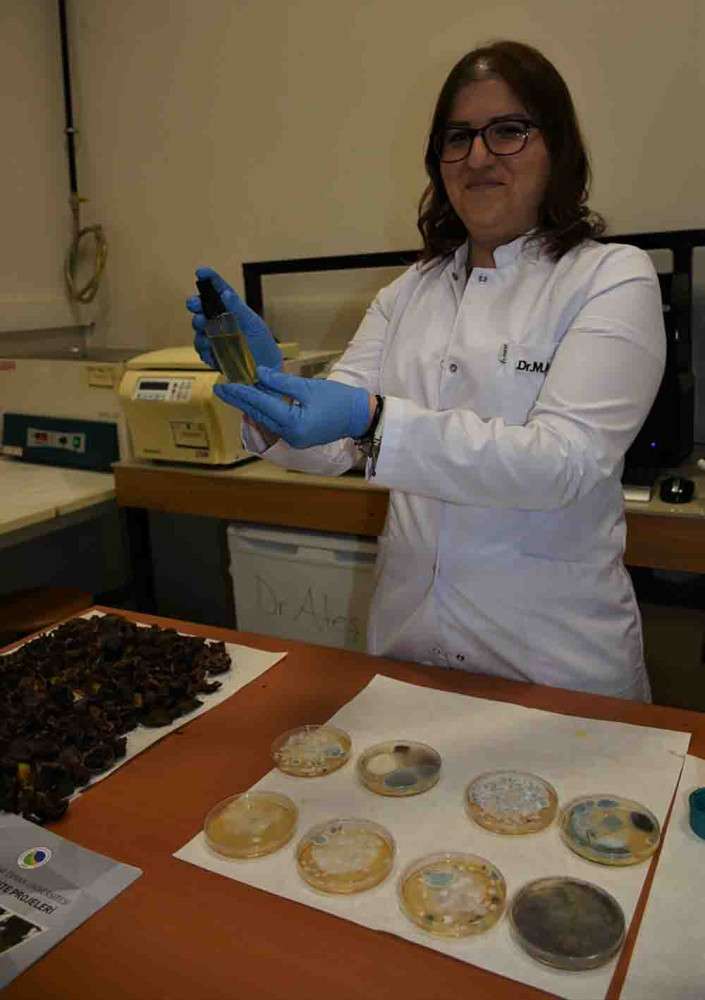 Ceviz kabuklarından dezenfektan üretildi