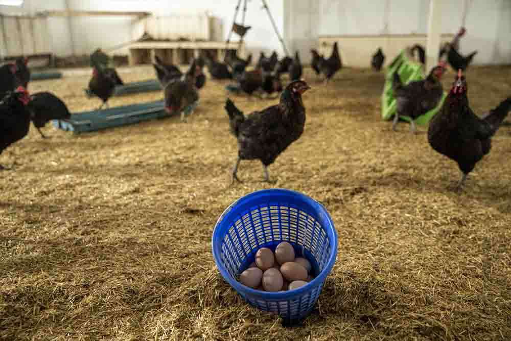 Çiftçiler eğitilmesi için Tarım kampüsü açılıyor 