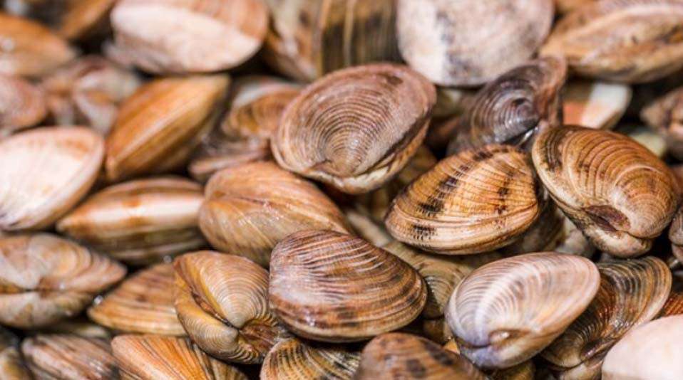 Deniz tarağı yenir mi? Deniz tarağı tadı nasıl?