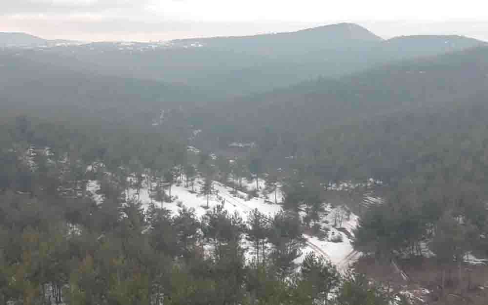 Denizli Orman Bölge Müdürlüğü 28 bin 953 adet dikili ağacı  satacak