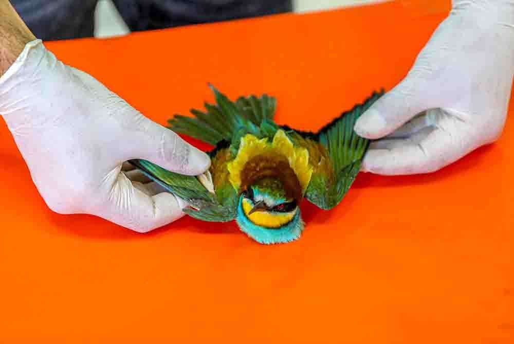 Diyarbakır'da yaralı bulunan arı kuşuna özenli bakım