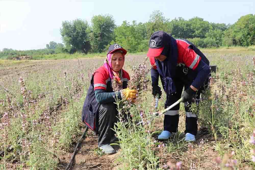 Düzce'de ada çayı hasadı yapıldı