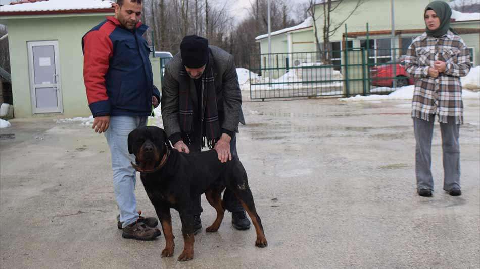 Düzce'de kötü muamele gören köpeğin bakımını 