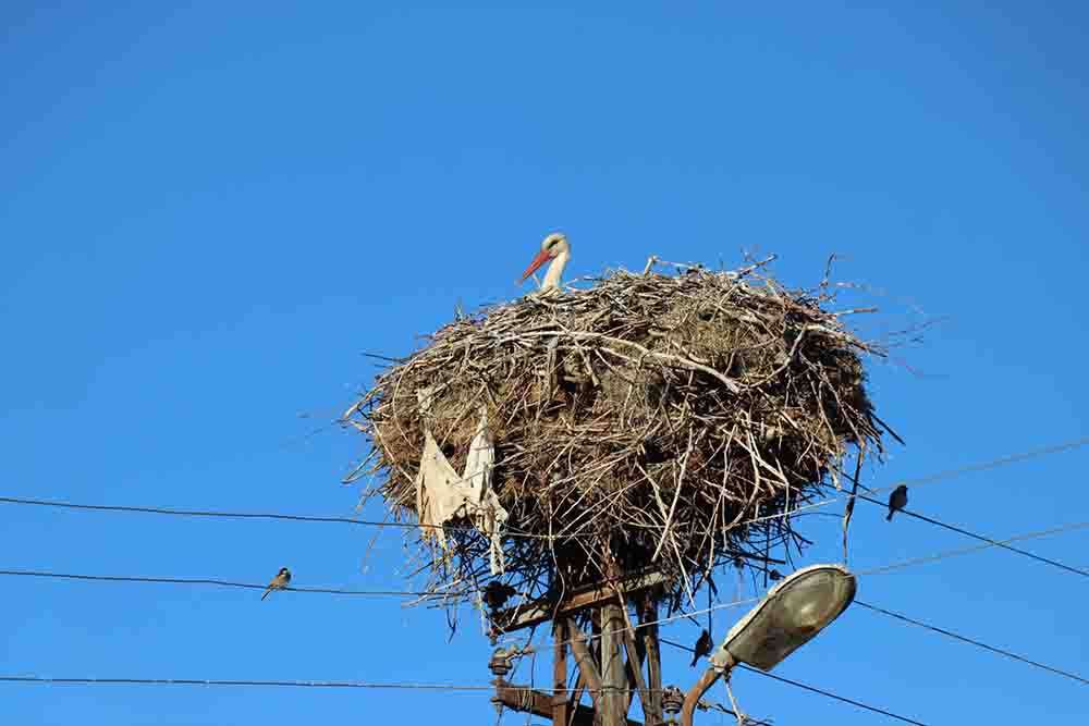 Erzincan'ın Mertekli köyüne gelen leylekler 18 yıldır aynı yere yuva kuruyor