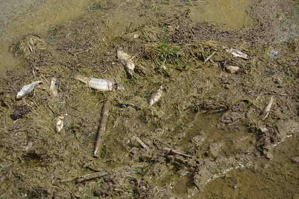 Gaziantep'te Tahtaköprü Barajı'ndaki balık ölümleriyle ilgili inceleme başlatıldı