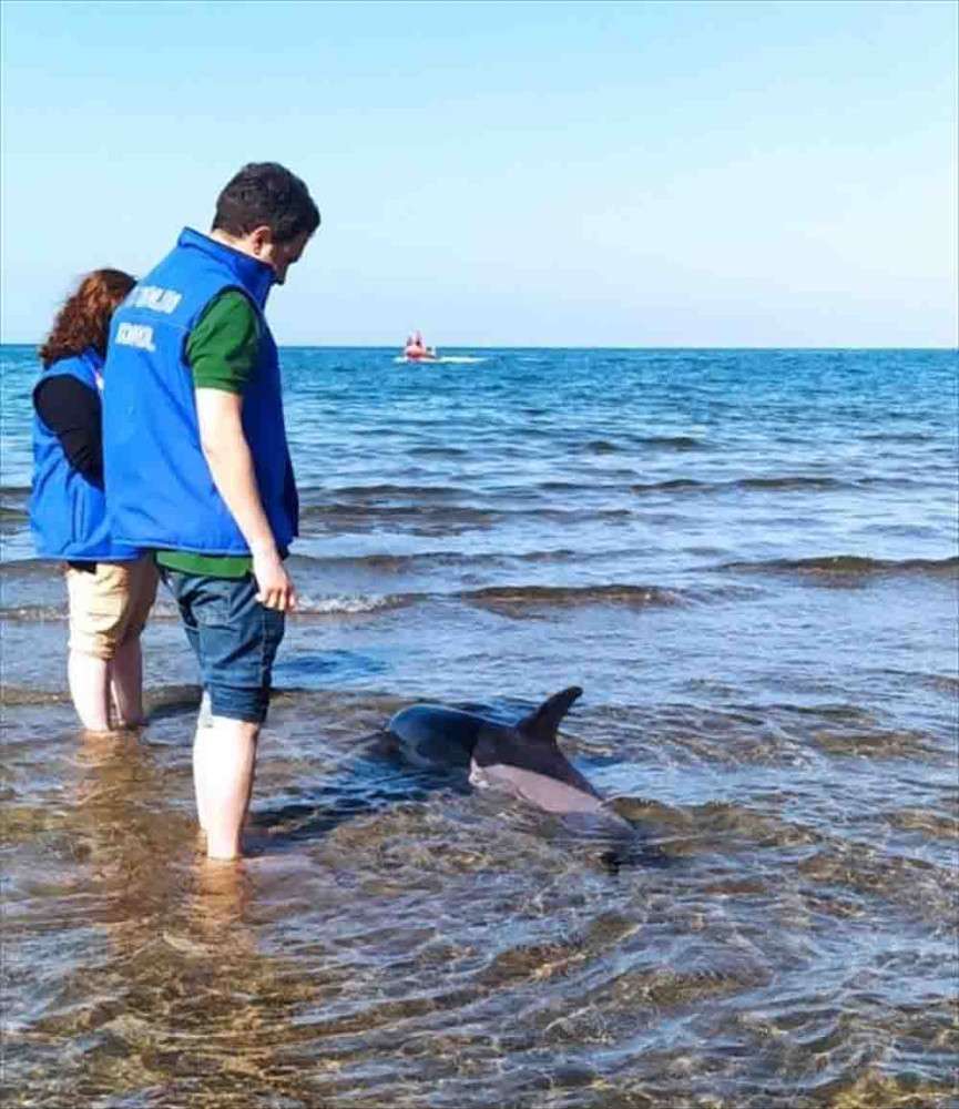 Giresun'da kıyaya vuran yunus öldü