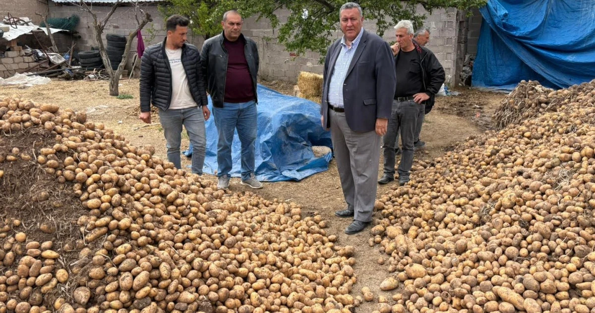 G&uuml;rer Depolardan Seslendi, 200 Bin Ton Patates &Ccedil;&ouml;p Oldu, Milli Servet Heba Ediliyor