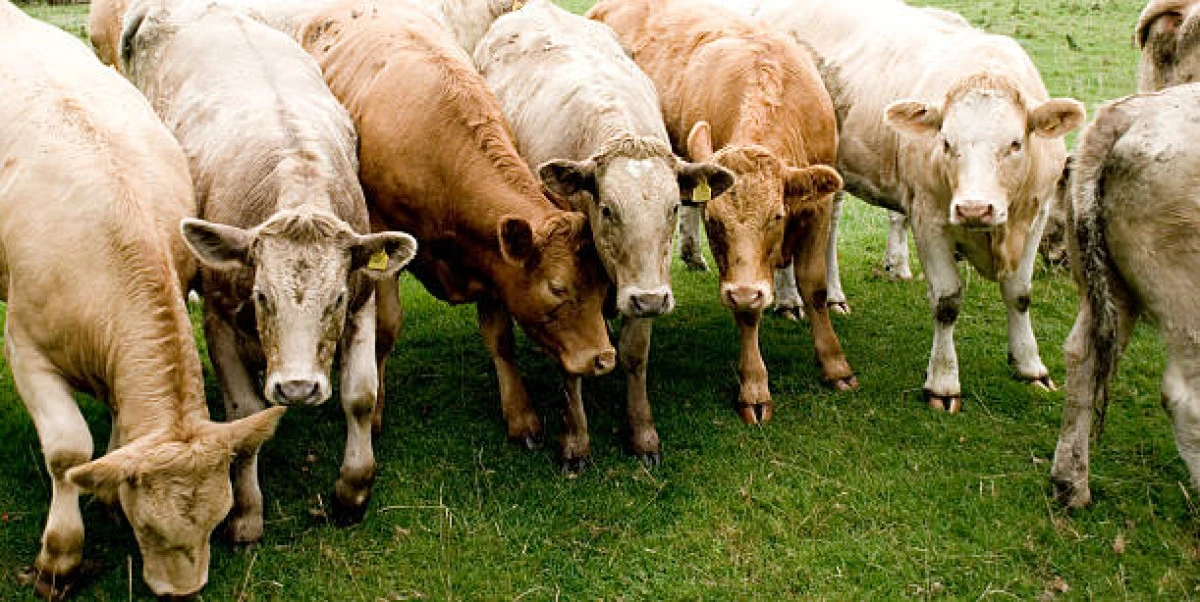 Gürer'den Bakanlığa Şap Sorusu: 