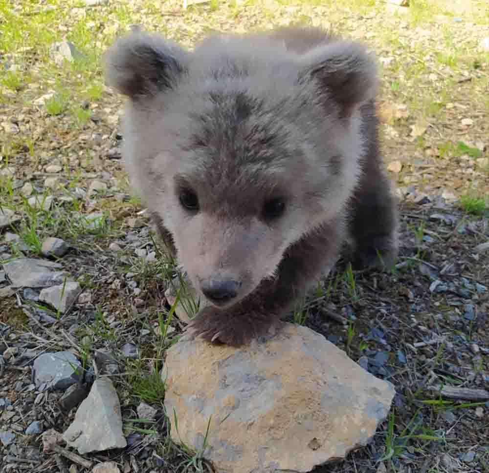 Hakkari'de annesi bulunamayan ayı yavrusu korumaya alındı
