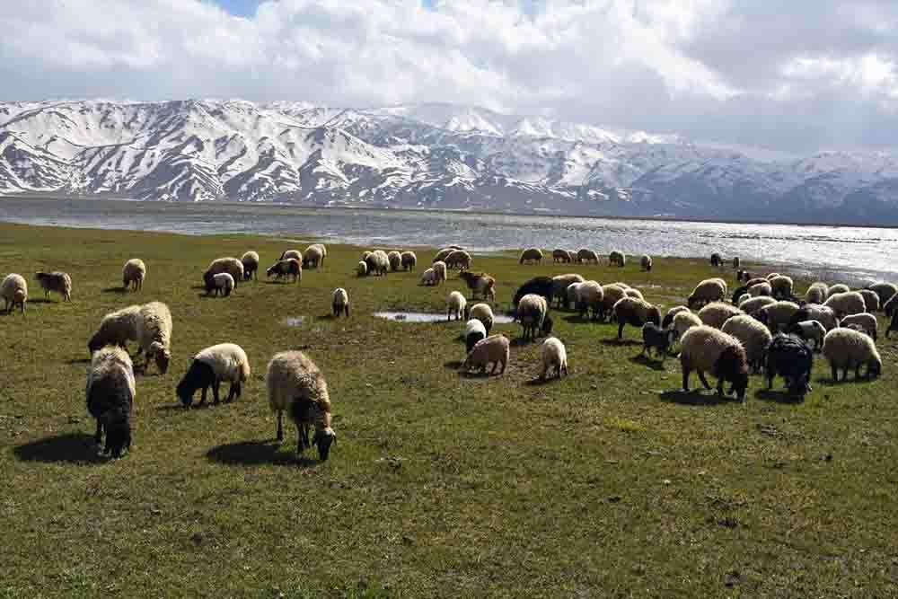 Hakkari'de besiciler zorlu kışın ardından hayvanlarını yeşeren meralara saldı