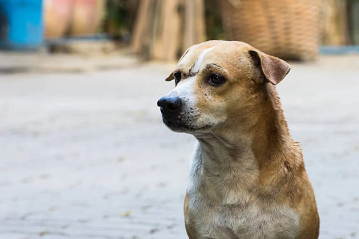 İ&ccedil;işleri Bakanlığı'ndan Şok Soruşturma: Sokak K&ouml;peği Saldırıları Takipte!