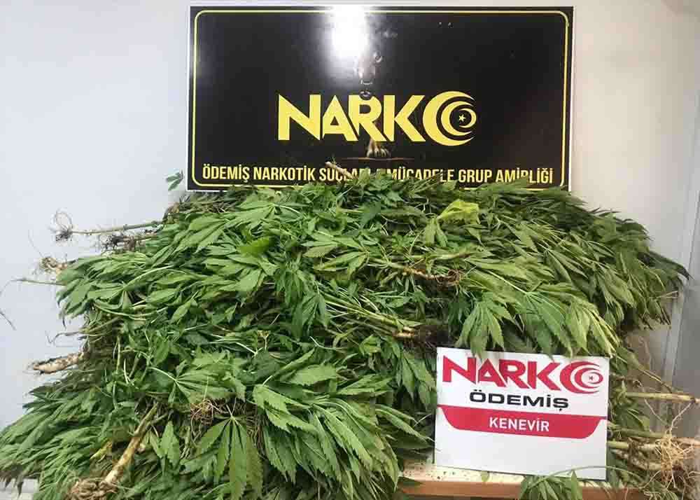 İzmir'de ormanlık alanda 1743 kök Hint keneviri ele geçirildi