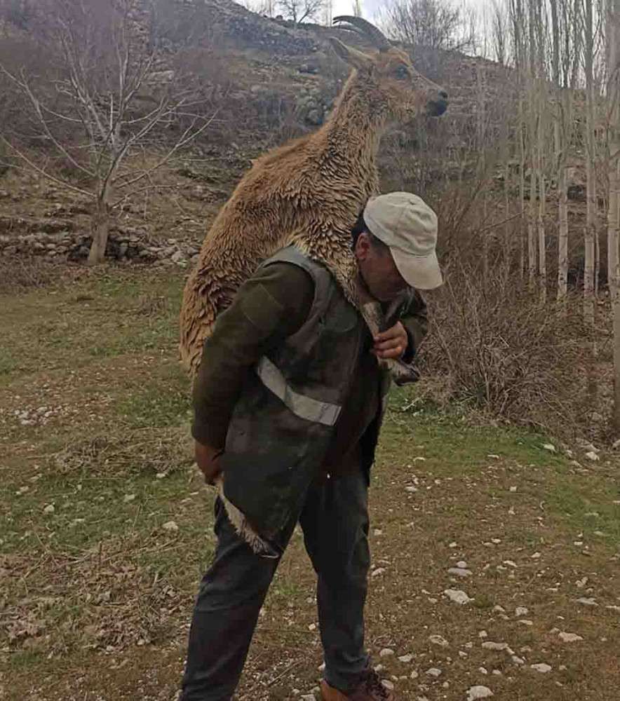 Kahramanmaraş'ta fahri av müfettişi hasta yaban keçisini 3 kilometre sırtında taşıdı 