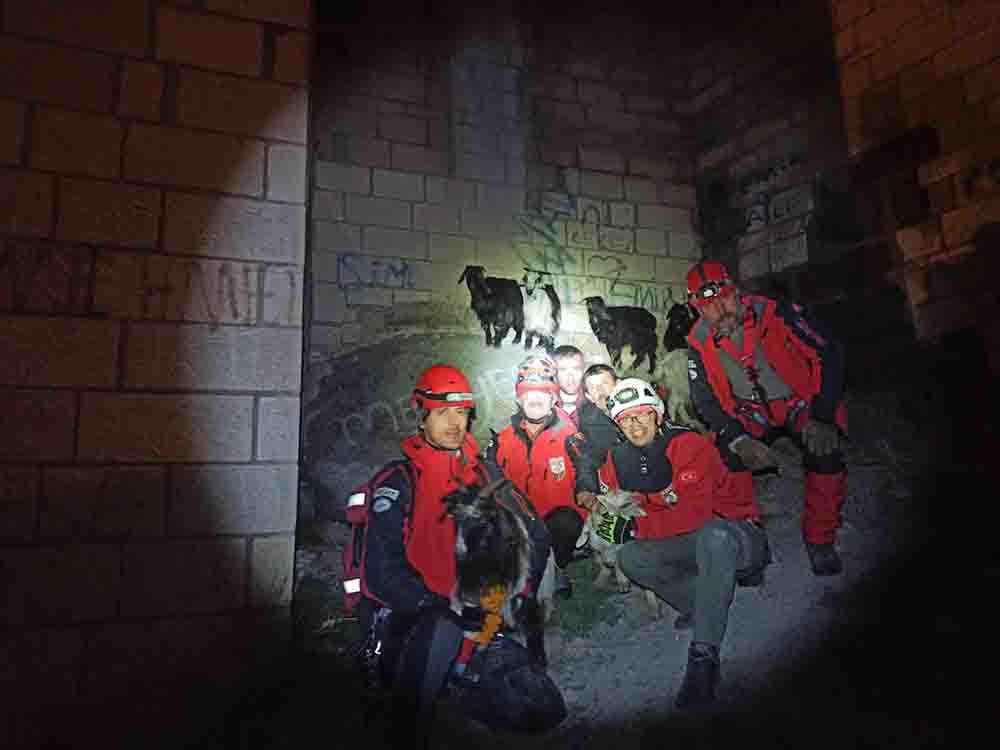 Karahisar Kalesi'nde mahsur kalan 7 keçiyi AKUT ekipleri kurtardı