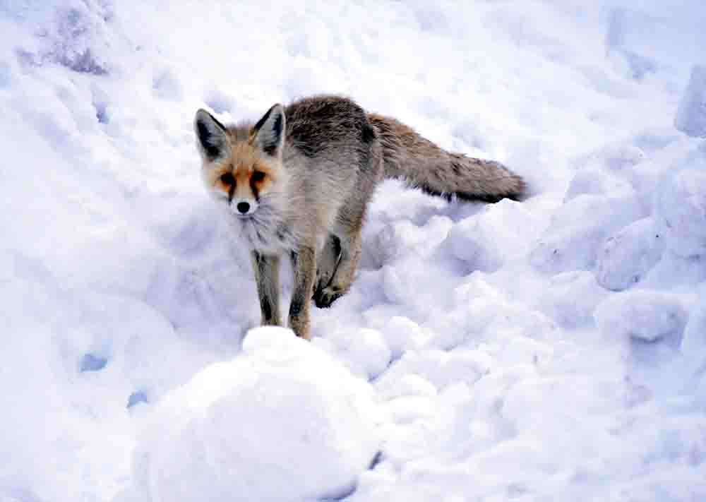 Karla mücadele ekipleri aç kalan tilkileri unutmadı 