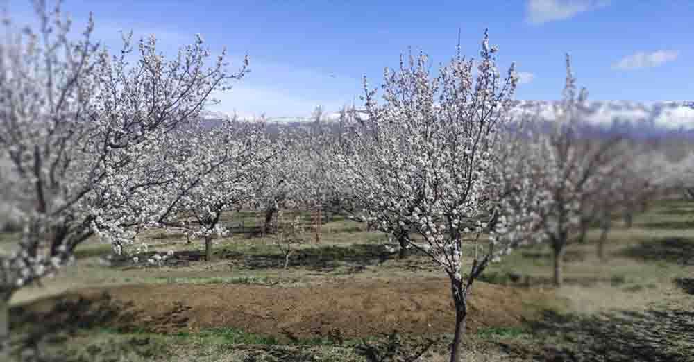 Kars'ta ilkbaharda etkili olan kar ve soğuk hava nedeniyle zirai don uyarısı