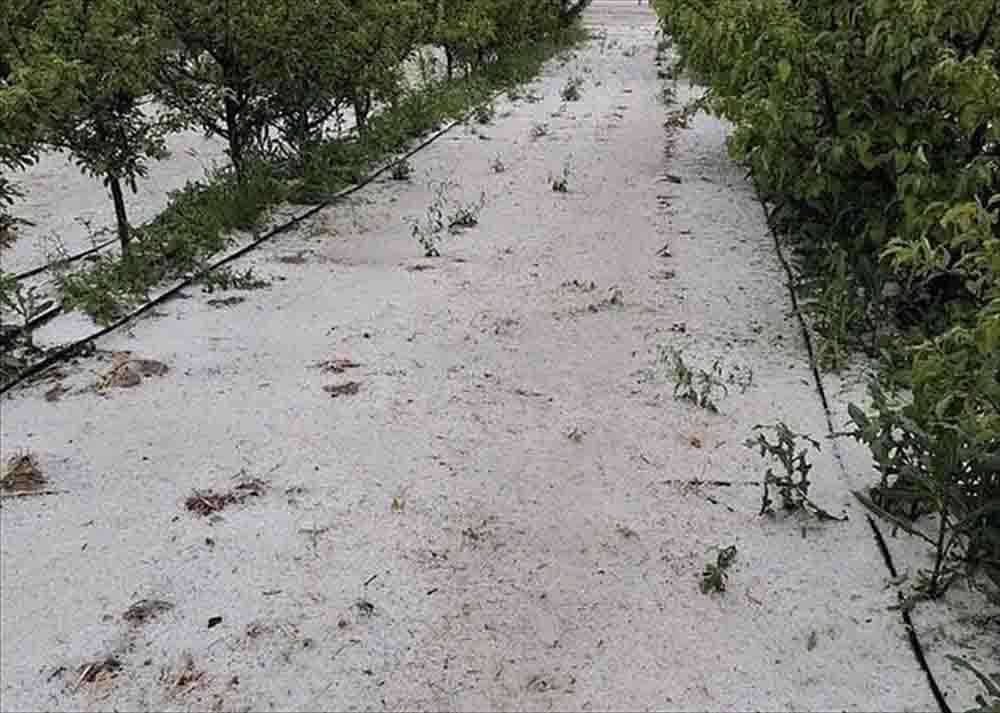 Kayseri'de dolu meyve bahçelerine zarar verdi