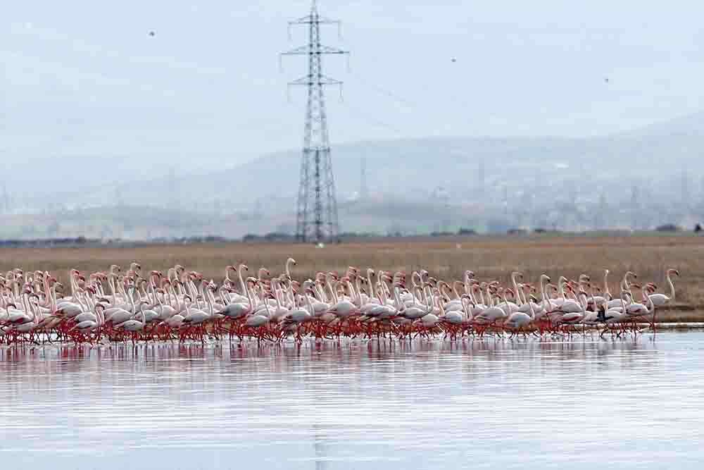 Kayseri'de flamingolar Hürmetçi Sazlığı'nı şenlendirdi