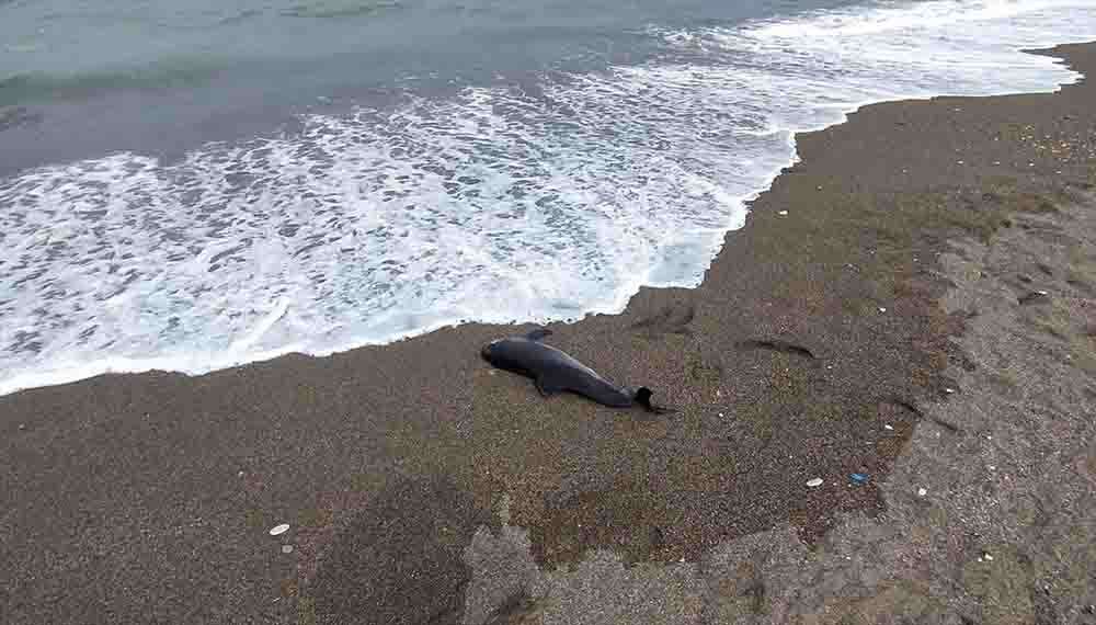 Kıyı da ölü yunus bulundu 