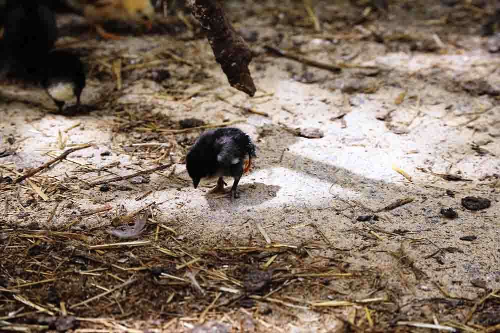 Kocaeli'de yumurtadan dört bacaklı civciv çıktı