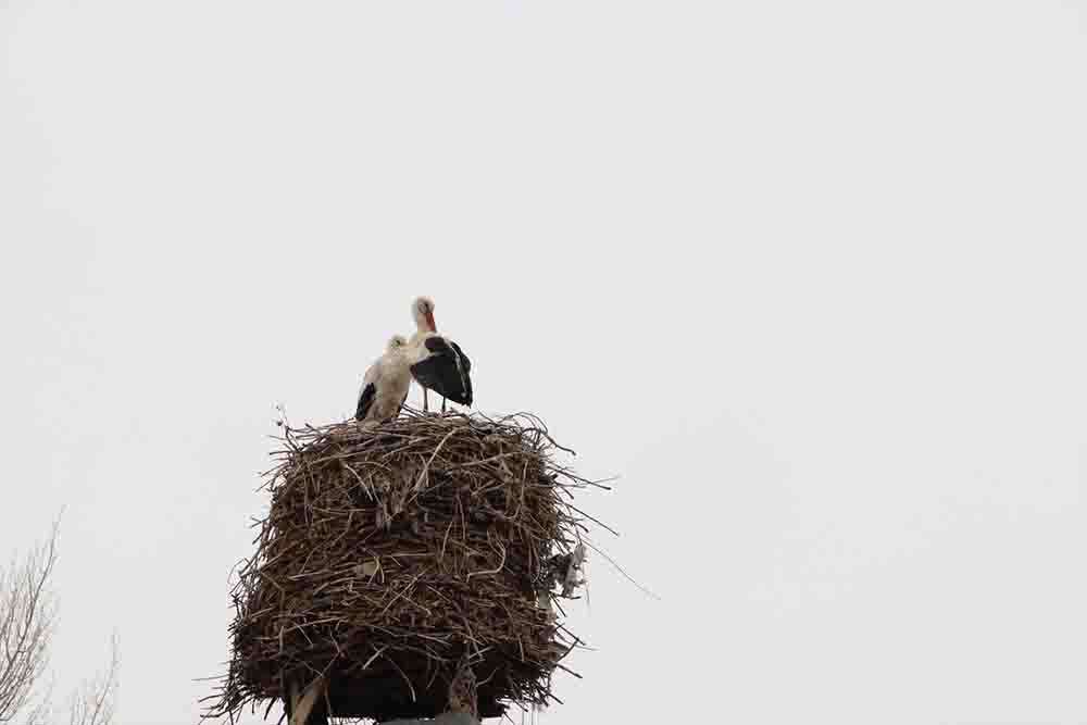 Leylekler yuva yapınca tandır bacasındaki tadilat sonbahara kaldı 