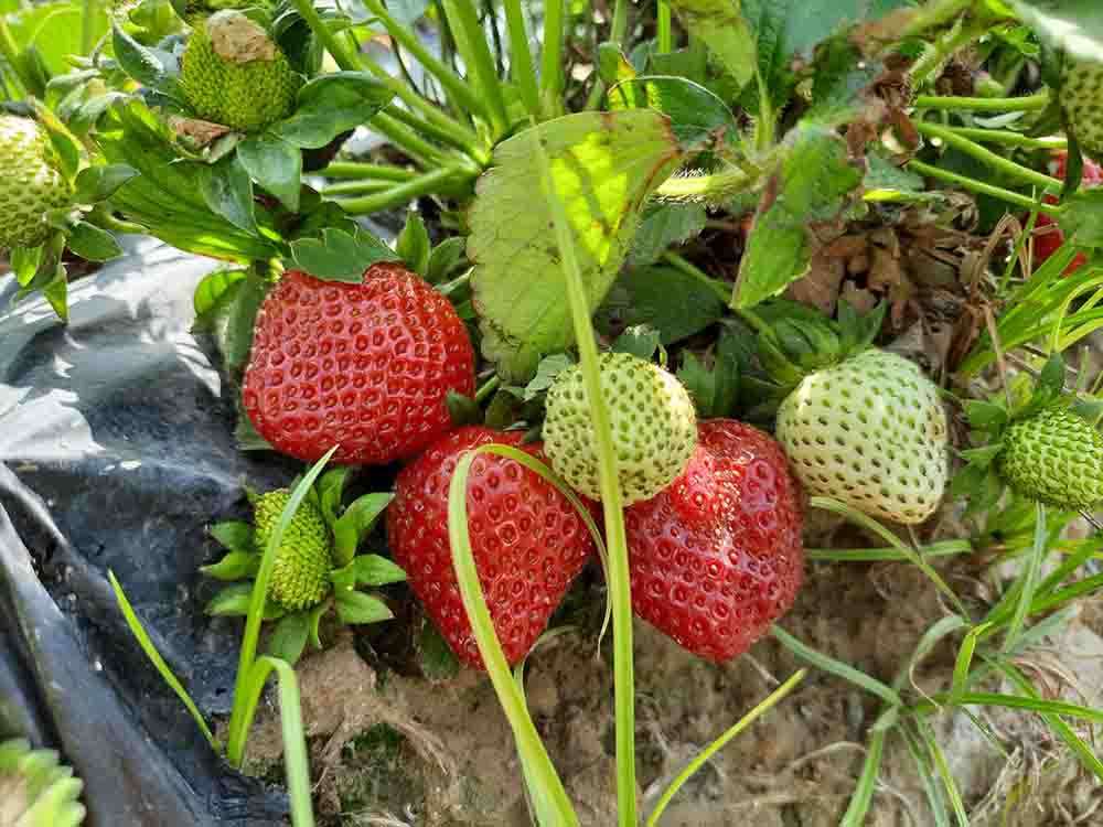 Mersin'de açık alanda üretilen çileğin hasadı devam ediyor