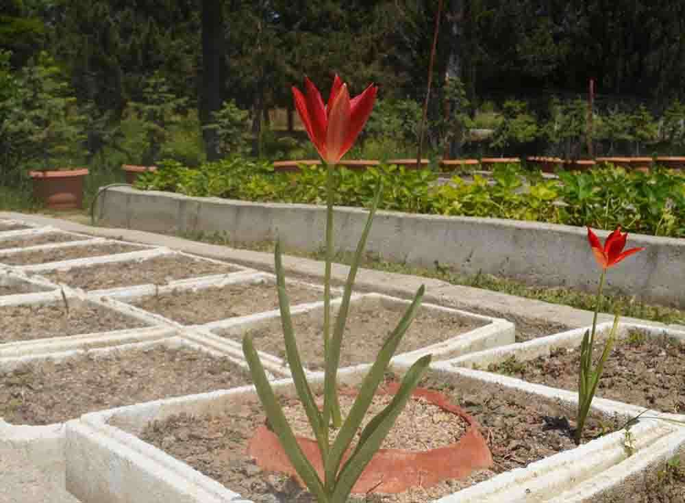 Merzifon'un endemik bitki türü yitik lale kendi toprağında çiçek açtı