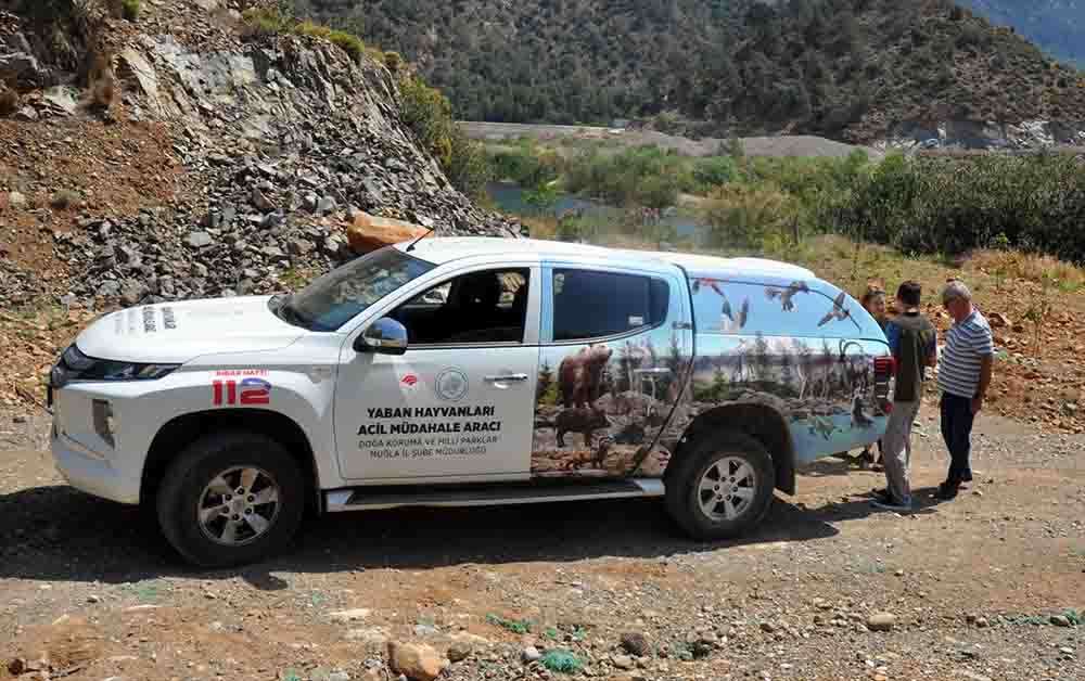 Muğla'da iş yerine giren sansar yakalanarak doğaya bırakıldı