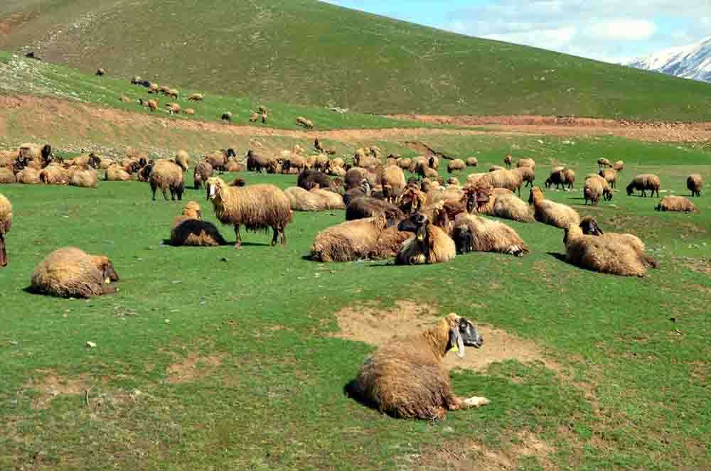 Muş'ta besiciler çoban sıkıntısı yaşıyor 