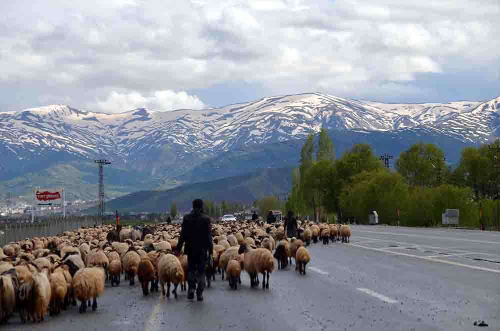 Muş'taki besicilerin yaylalara yolculuğu devam ediyor