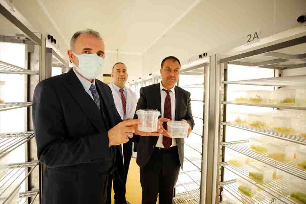 Nesli tükenme tehlikesi olan  2 bitki türü, Elazığ'da laboratuvarda üretildi 