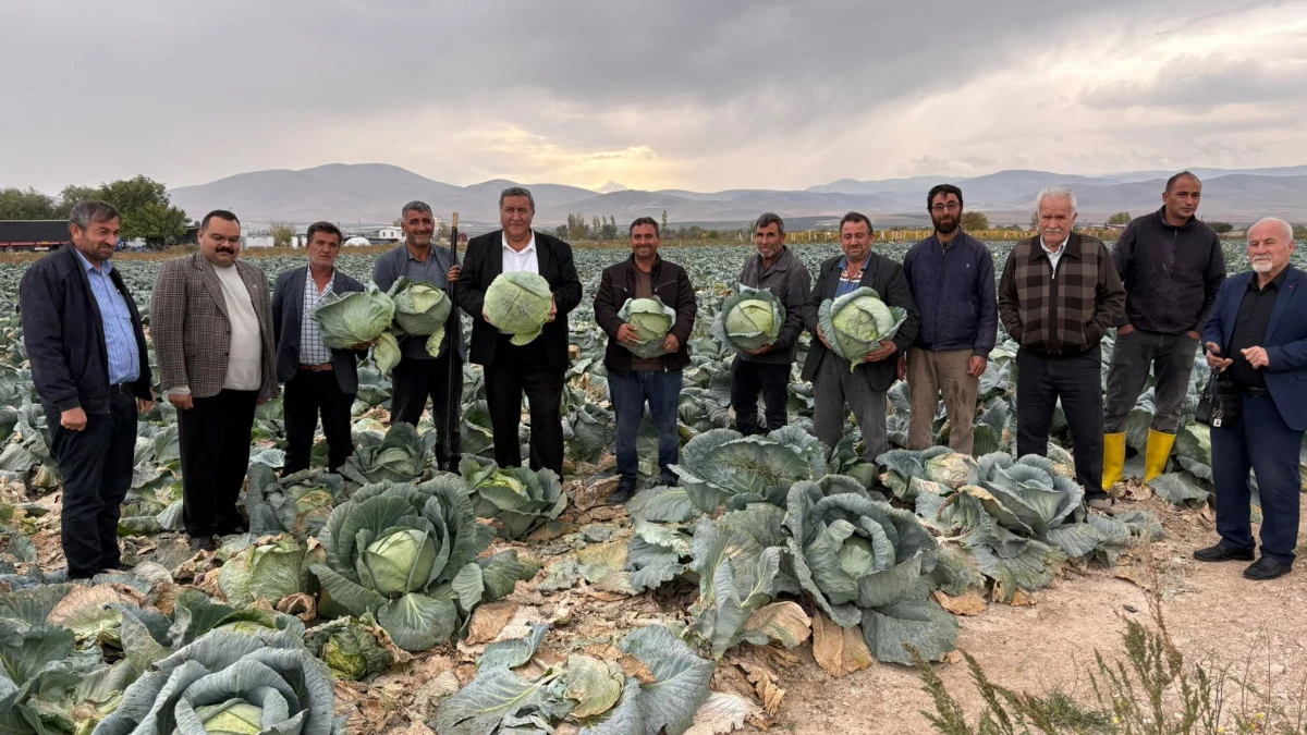 Niğdeli Lahana &Uuml;reticisi Kan Ağlıyor: Ge&ccedil;en Yıl 70 Lira Olan Lahana Bu Yıl Tarlada Kaldı!