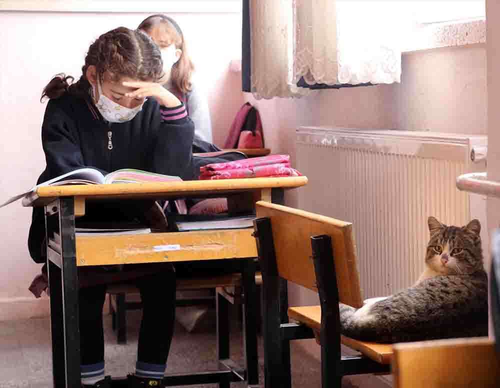 Öğrencilerin sahiplendiği kedi okulun 161. öğrencisi oldu 