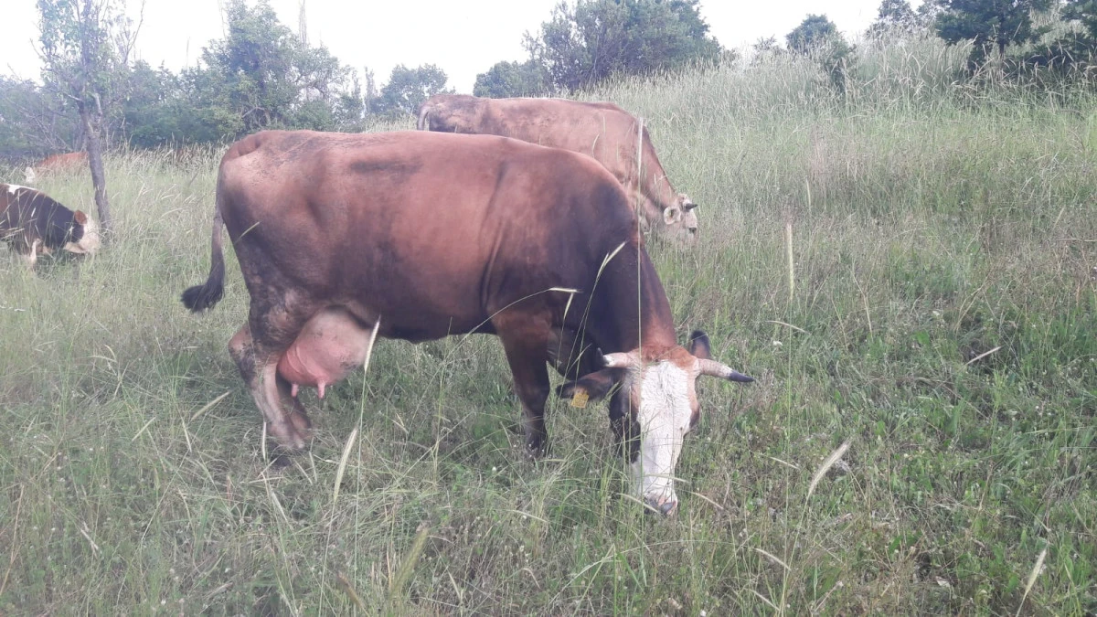 Pazaryeri&rsquo;nde Şap Hastalığı Alarmı 13 K&ouml;y Ve Merkez Mahalleler Karantinaya Alındı