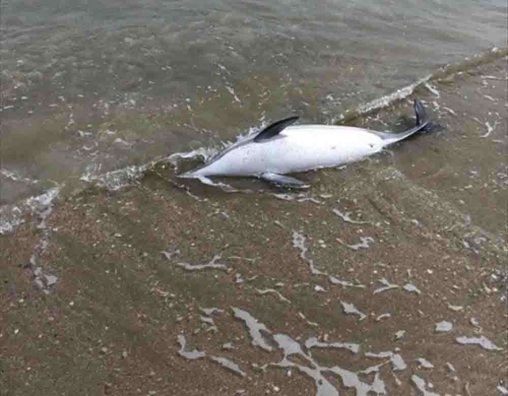 Sinop'ta iki ölü yunus kıyıya vurdu