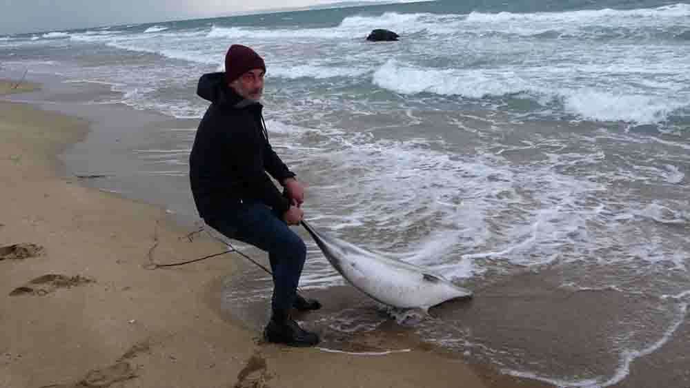 Sinopta yunus ölümleriyle ilgili inceleme bitti 