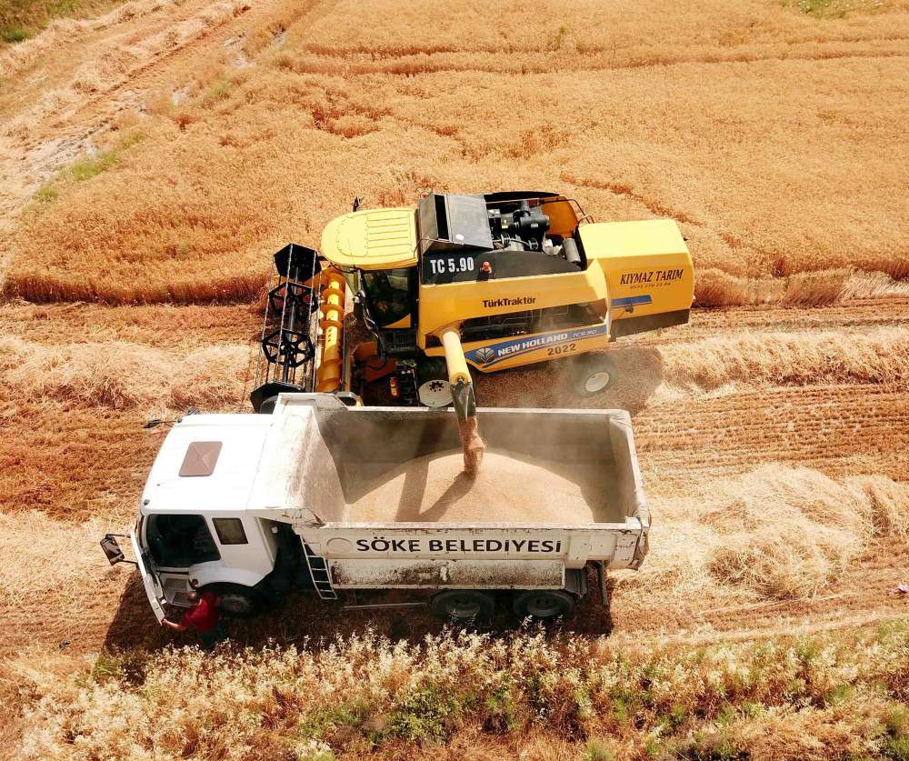 Söke Belediyesi   buğdayın hasadına başladı 