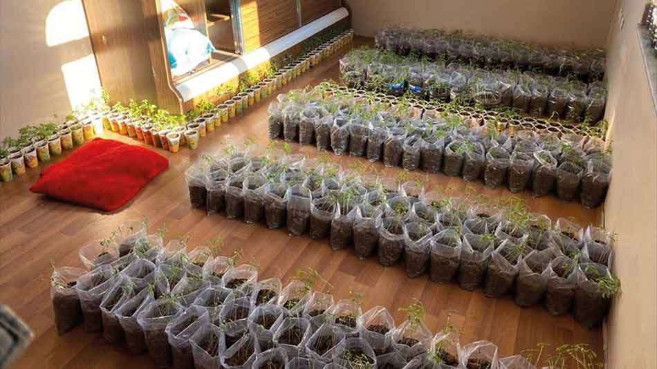 Van'da evde 3 bin 744 kök kenevir ele geçirildi