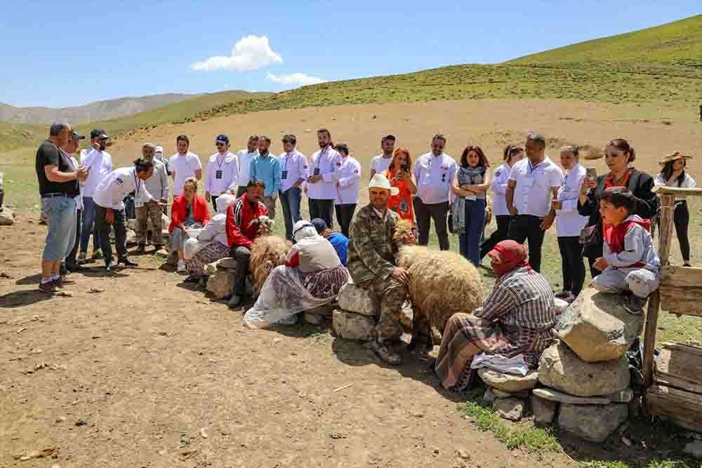 Van'da yerli ve yabancı aşçılar yaylada koyun sağımını izledi