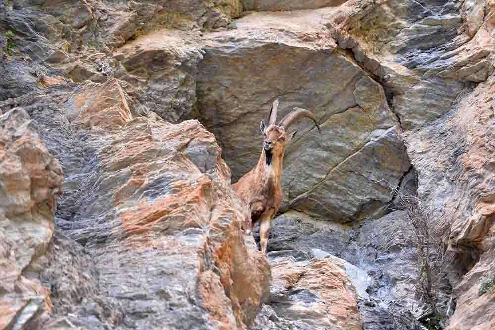 Yaban keçileri, Munzur Vadisi ve Pülümür Vadisi'ndeki dağlarda beslenirken görüntülendi 