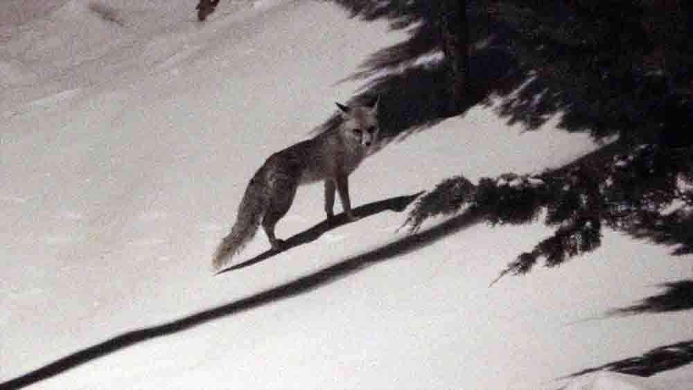 Yozgatta aç tilki mahallede yemek aradı