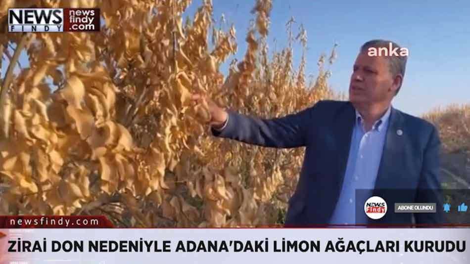 ZİRAİ DON NEDENİYLE ADANA'DAKİ LİMON AĞAÇLARI KURUDU