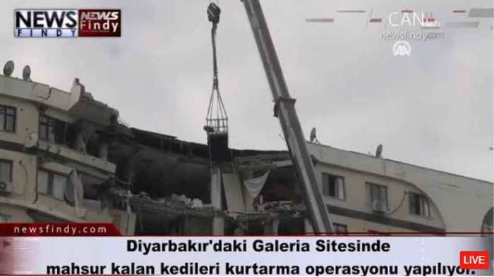 Diyarbakır'daki Galeria Sitesinde mahsur kalan kedileri kurtarma operasyonu yapılıyor.